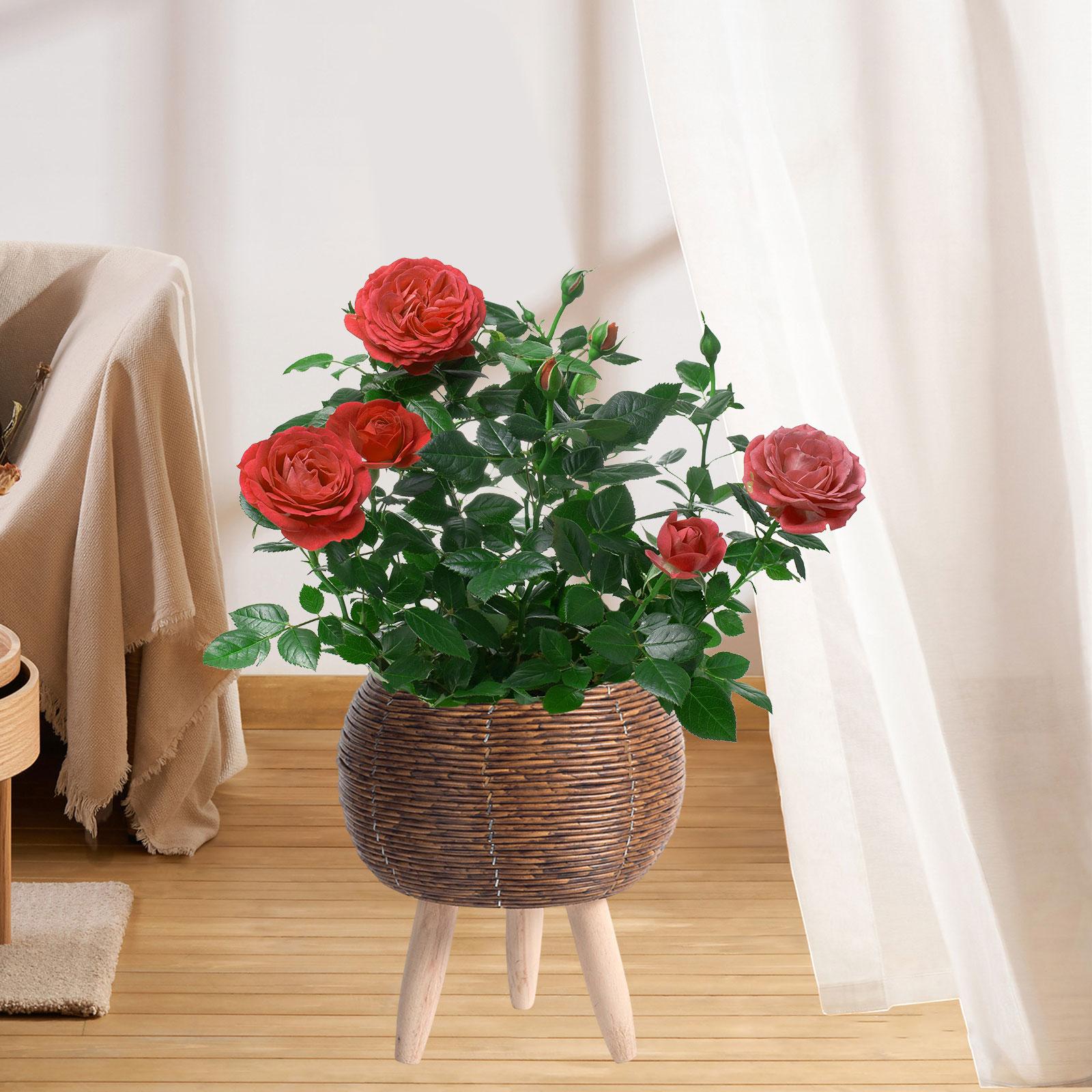 Woven Basket with Stand Indoor - Home Decor Rattan ulasan dan harga